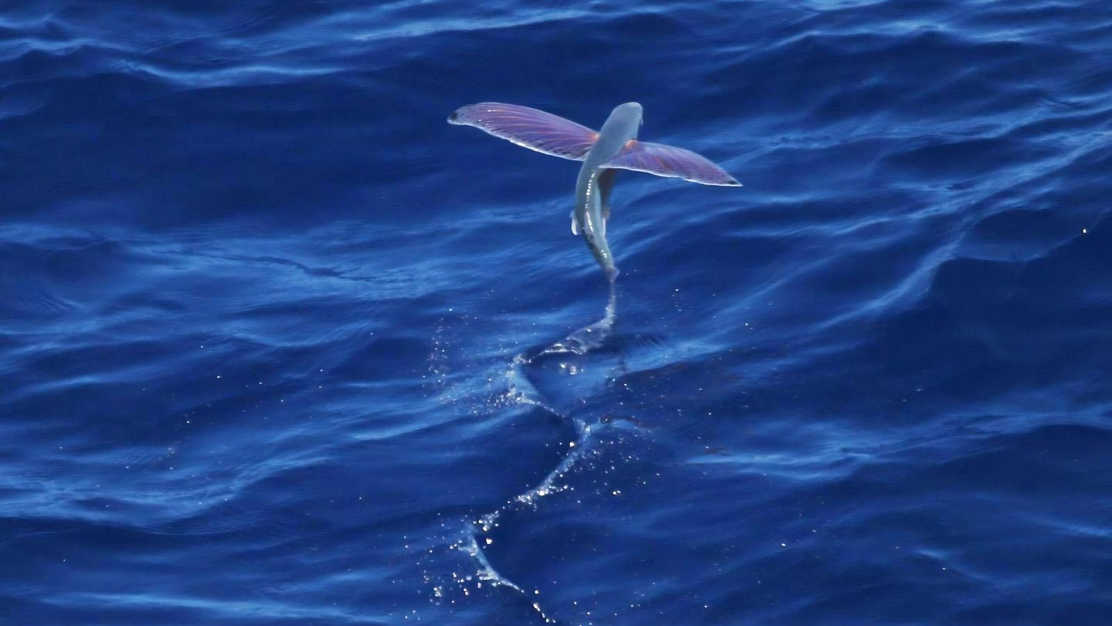 Quando il mare volò davanti al Faro di Punta Carena